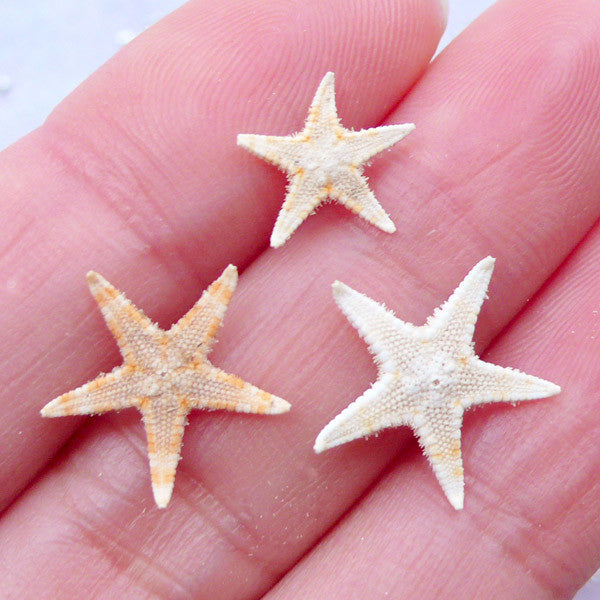Starfish Shell - 1 Piece - Craft Warehouse