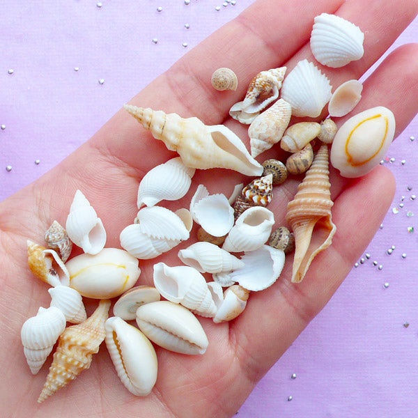 Natural Seashell Embellishments  Mini Sea Shells for Nautical