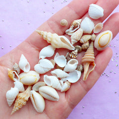 Large Collection Of small to micro Sea Shells, for Crafts and decorations